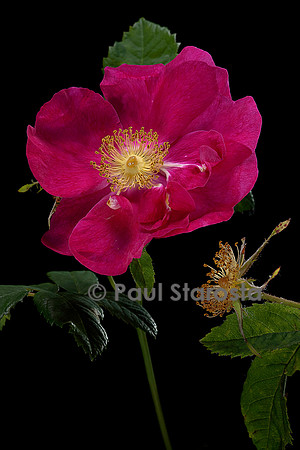 Rosa gallica