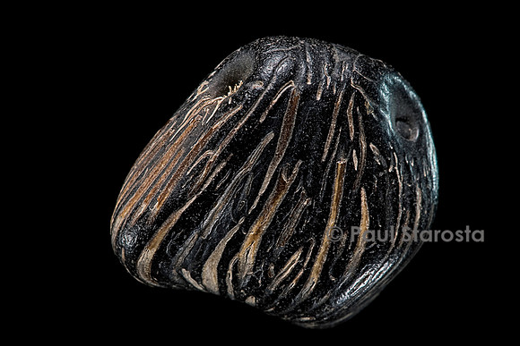 Elaeis guineensis (palmier à huile d’Afrique)