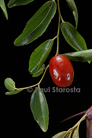 Ziziphus jujuba (jujubier) - fruit (jujube)
