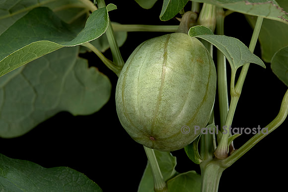 Aristolochia clematitis (aristoloche clématite) - fruit