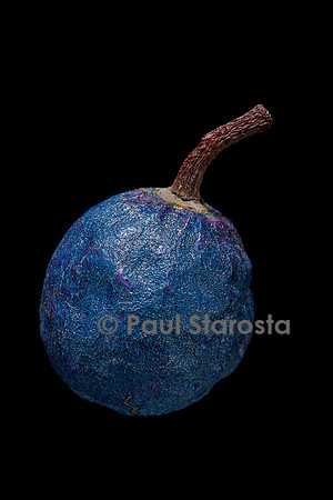 Elaeocarpus angustifolius (larme de Shiva, cerisier bleu) - fruit