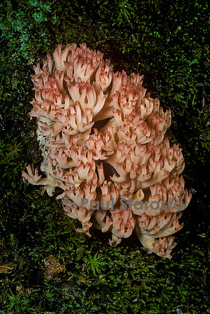 Ramaria botrytis (clavaire chou-fleur, ramaire chou-fleur, clavaire à pointes roses)