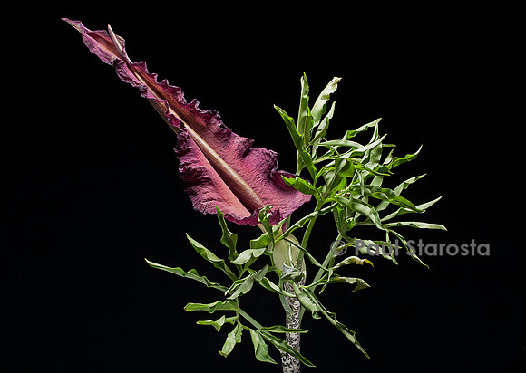 Dracunculus vulgaris (arum petit-dragon, dragonne serpentaire, serpentaire)