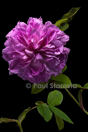 Rosa X damascena ‘Blush Damask’