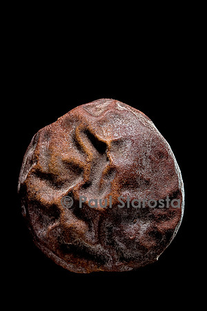 Detarium sp.