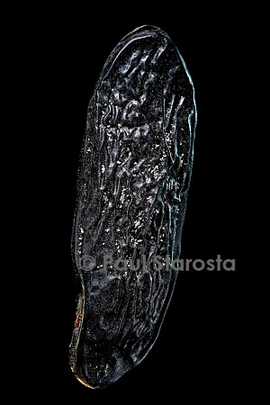 Dipteryx odorata (fève de tonka)