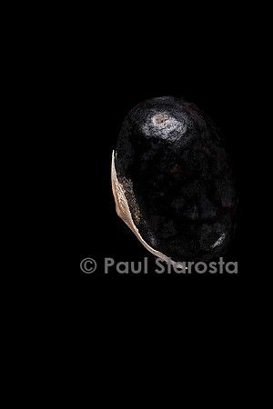 Phaseolus vulgaris (haricot) Or du Rhin, Merveille de Venise