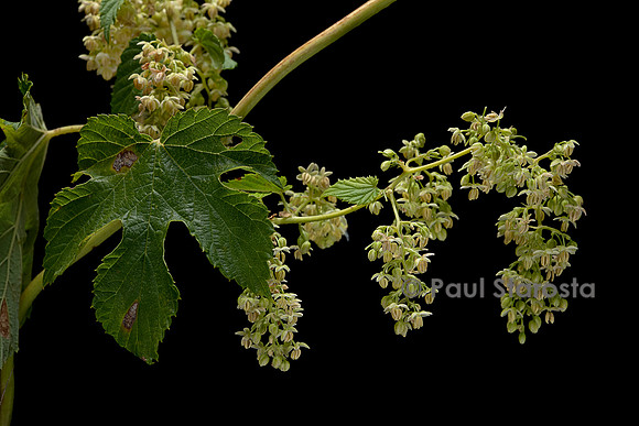 Humulus lupulus (houblon) - inflorescence mâle