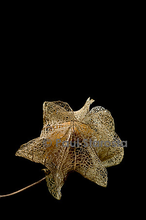 Nicandra physalodes (faux-coqueret) - fruit
