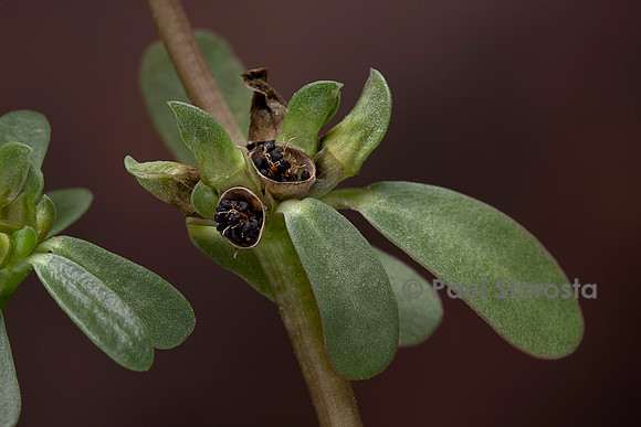 Portulaca oleracea (porcelane,pourpier, pourpier potager, pourpier maraîcher) - fruits