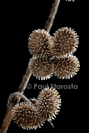 Cynoglossum creticum (cynoglosse)