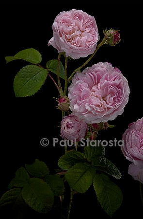 Rosa gallica ‘Belle Isis’