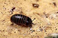 Glomeris marginata (gloméris marginé)