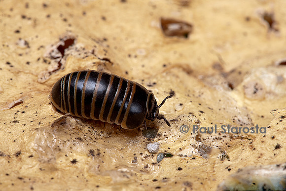 Glomeris marginata (gloméris marginé)