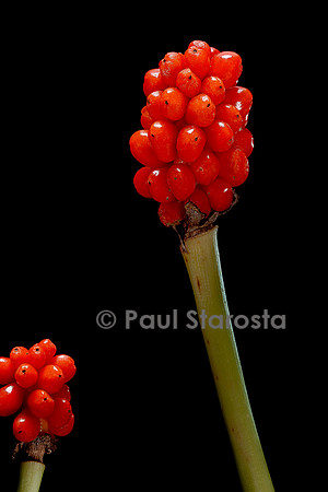 Arum italicum (arum d'Italie, gouet d'Italie) - fruits