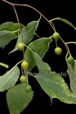 Celtis australis (micocoulier de Provence, micocoulier du Midi) - fruits