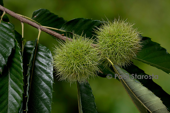 Castanea sativa (Châtaignier, châtaignier commun) - fruits (bogues)