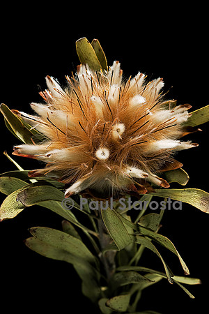 Leucadendron rubrum - fruit