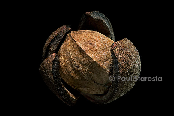 Carya texana (caryer) - fruit