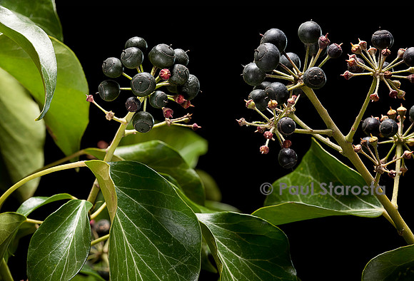 Hedera helix (lierre) - fruit