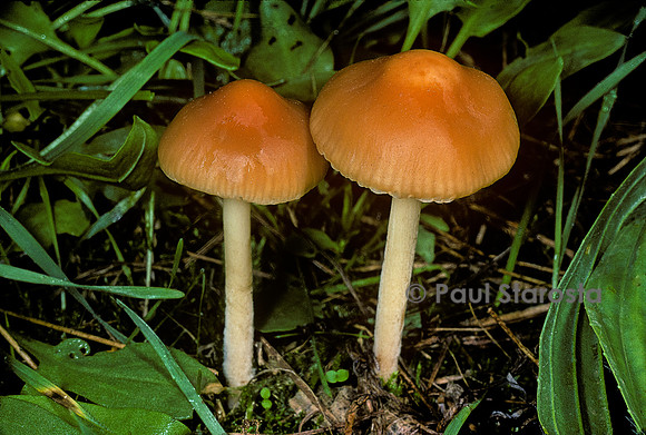 Marasmius oreades (marasme des Oréades, faux mousseron, cariolette, coriolette, carrioleta)