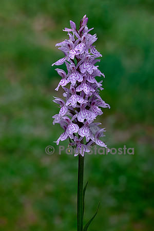 Dactylorhiza maculata (orchis tacheté)