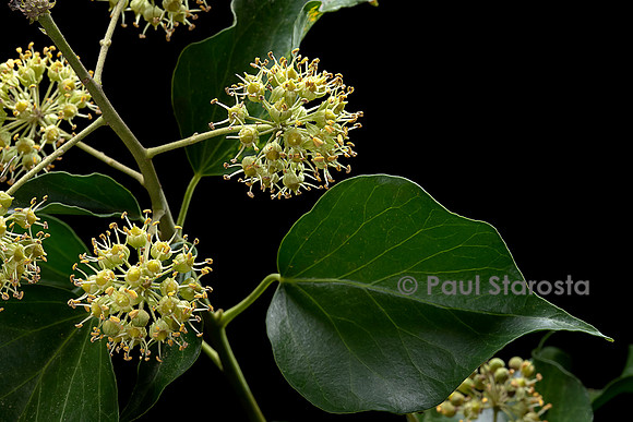 Hedera helix (lierre, lierre grimpant) - inflorescence