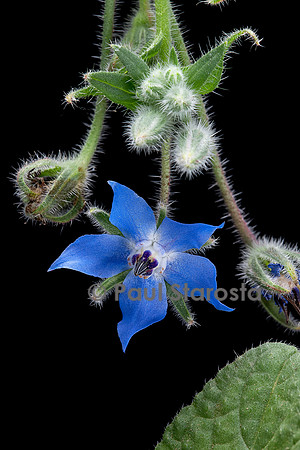 Borago officinalis (bourrache, bourrache officinale)