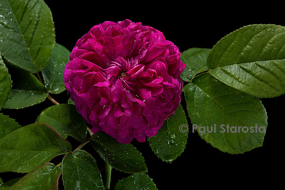 Rosa X damascena ‘Rose de Rescht’