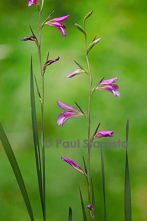 Gladiolus italicus (glaïeul d'Italie, glaïeul des moissons)