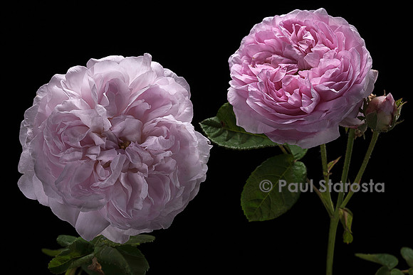 Rosa gallica ‘De Schelfhout’