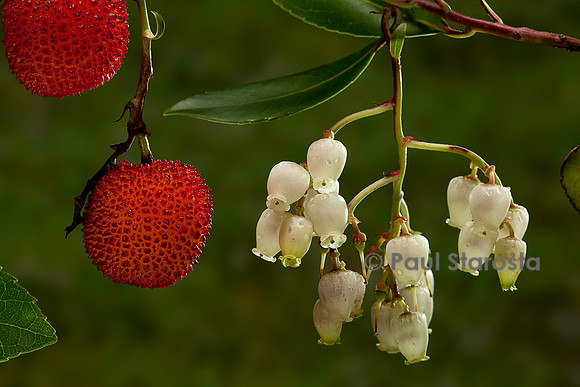 Arbutus unedo (arbousier)