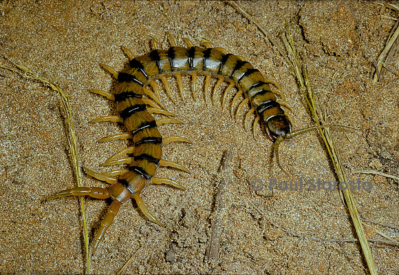 Scolopendra cingulata (scolopendre méditerranéenne, scolopendre commune)