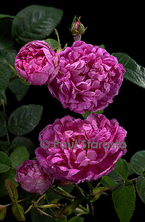 Rosa gallica ‘La Revenante’