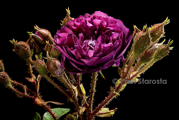 Rosa X centifolia muscosa ‘Mousseux du Japon’