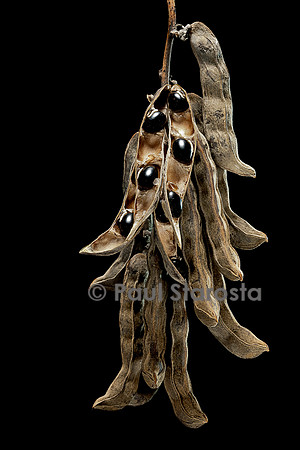 Mucuna pruriens (pois pouillieux, pois velu, pois à gratte) - infrutescence