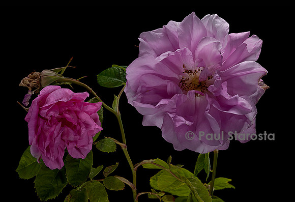 Rosa X centifolia (Rose de Mai)