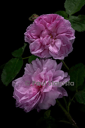 Rosa gallica ‘Van Huyssum’