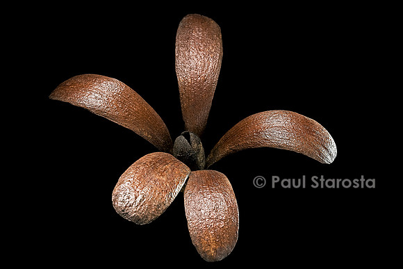Dryobalanops aromatica (camphrier de Bornéo, kapur) - fruit