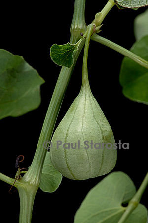 Aristolochia clematitis (aristoloche clématite) - fruit