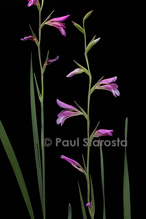 Gladiolus italicus (glaïeul d'Italie, glaïeul des moissons)