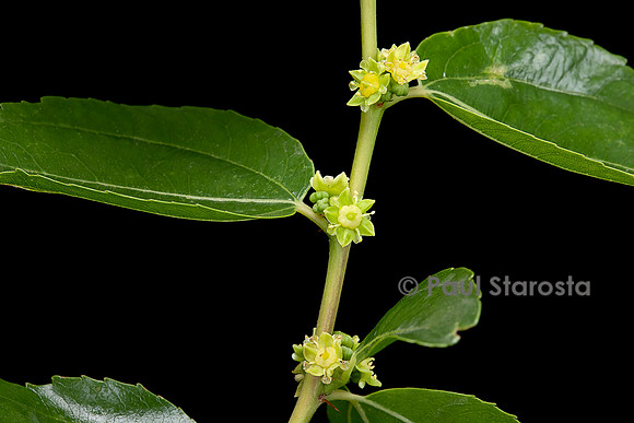 Ziziphus jujuba (jujubier) - fleurs