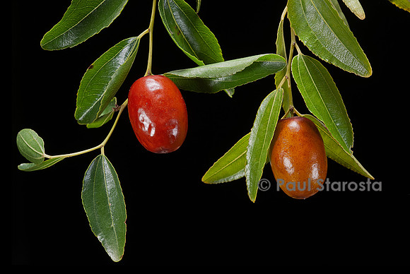 Ziziphus jujuba (jujubier) - fruit (jujube)