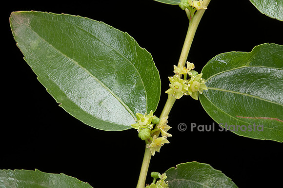 Ziziphus jujuba (jujubier) - fleurs