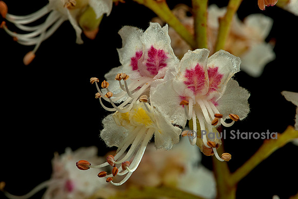 Aesculus hippocastanum (marronnier d'Inde) - fleur