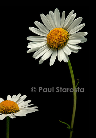 Leucanthemum vulgare (grande marguerite)