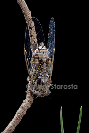 Cicada orni (cigale grise, cigale de l’orne)