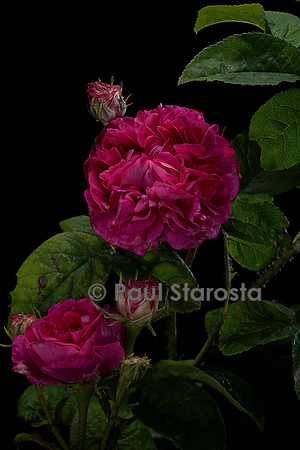 Rosa gallica ‘D'Aguesseau’