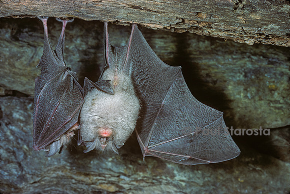Rhinolophus hipposideros (petit fer à cheval, petit rhinilophe)