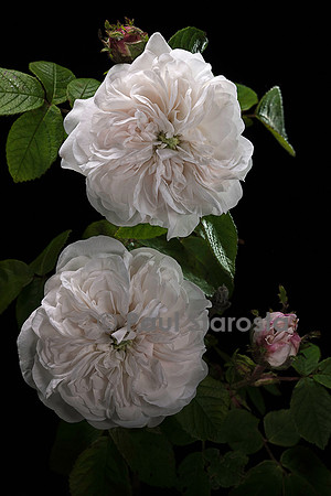 Rosa X damascena ‘Madame Hardy’